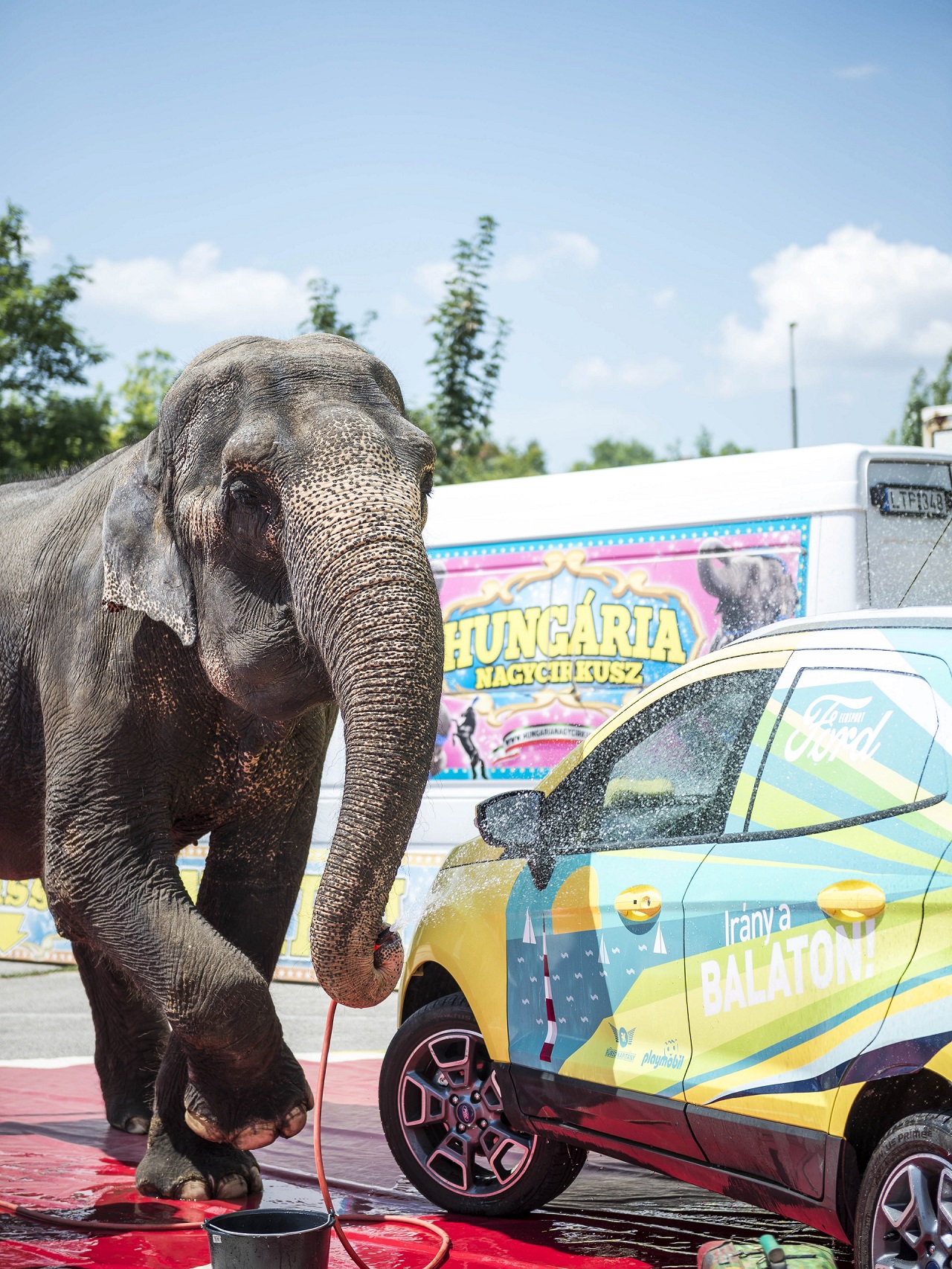 Elefánt mosott autót Balatonalmádiban