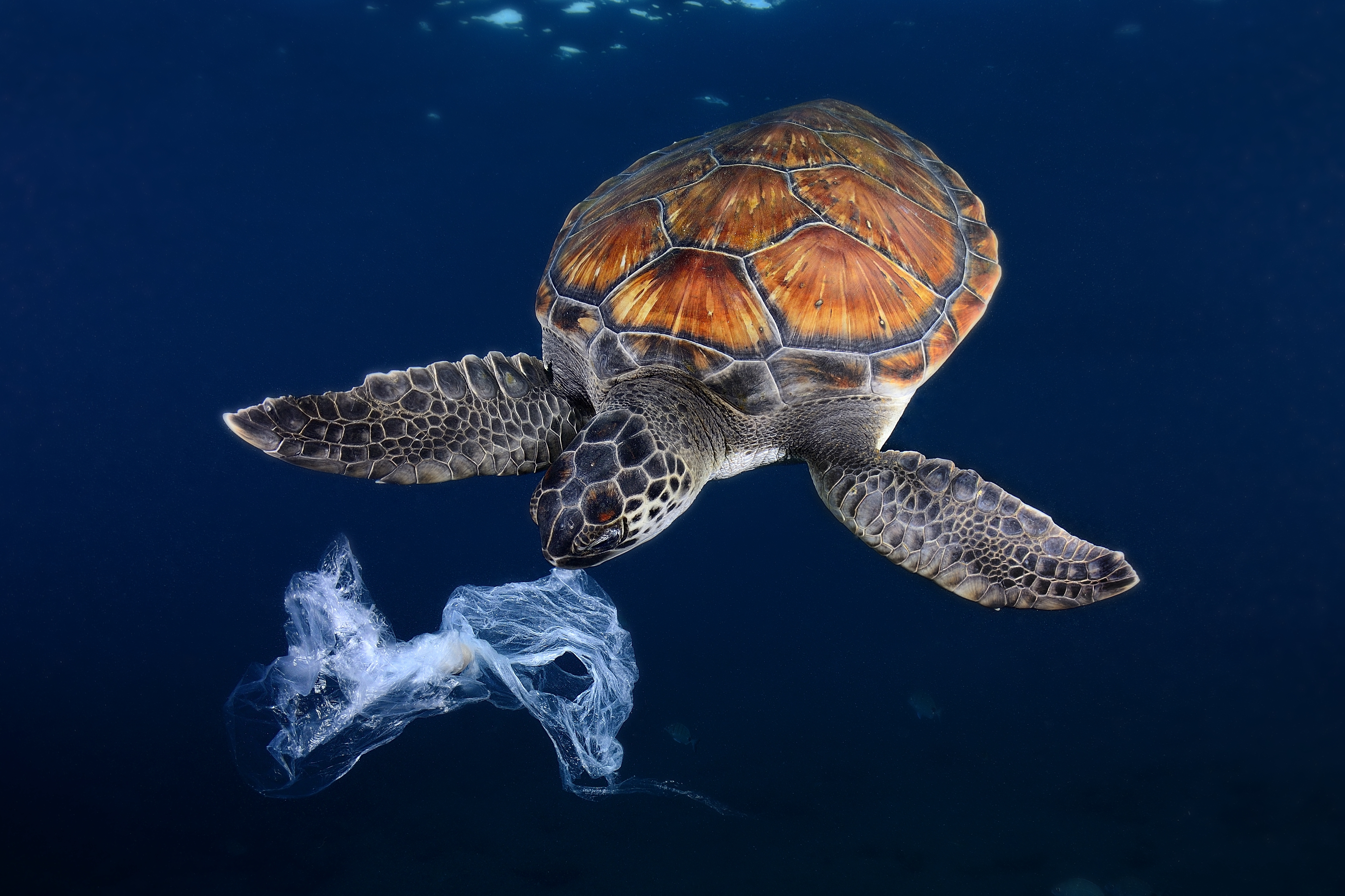 Leszúrt tengeri teknősöket találtak egy japán sziget partján