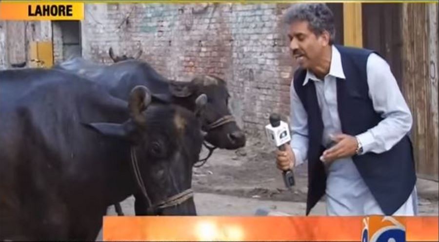 Egy pakisztáni riporter élő adásban kérdezte meg a bivalyt, hogy nehéz-e lépcsőznie
