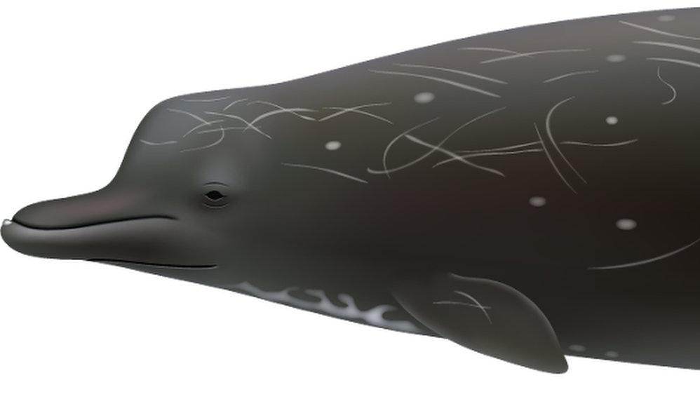Új, eddig ismeretlen bálnafajt azonosítottak
