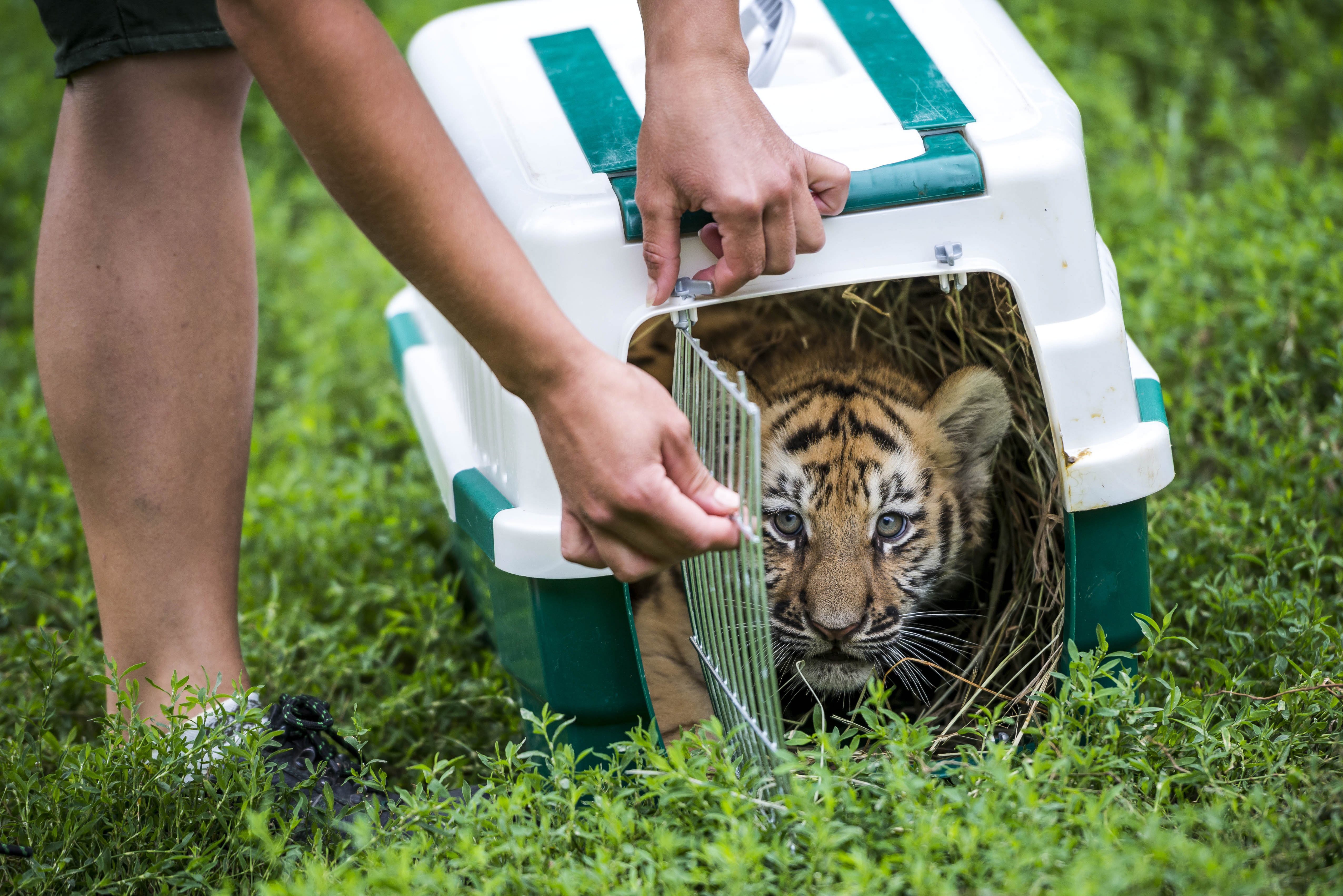 Szibériai tigris érkezett Veszprémbe