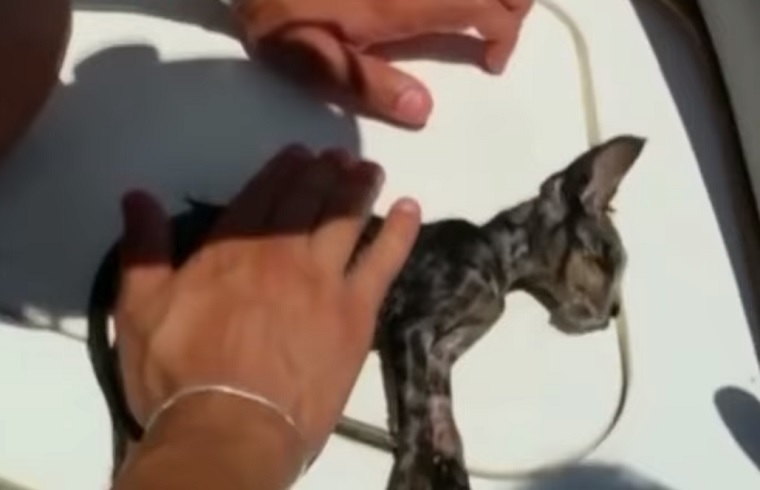 Egy olasz tengerész szájon át lélegeztetéssel élesztett újra egy macskát
