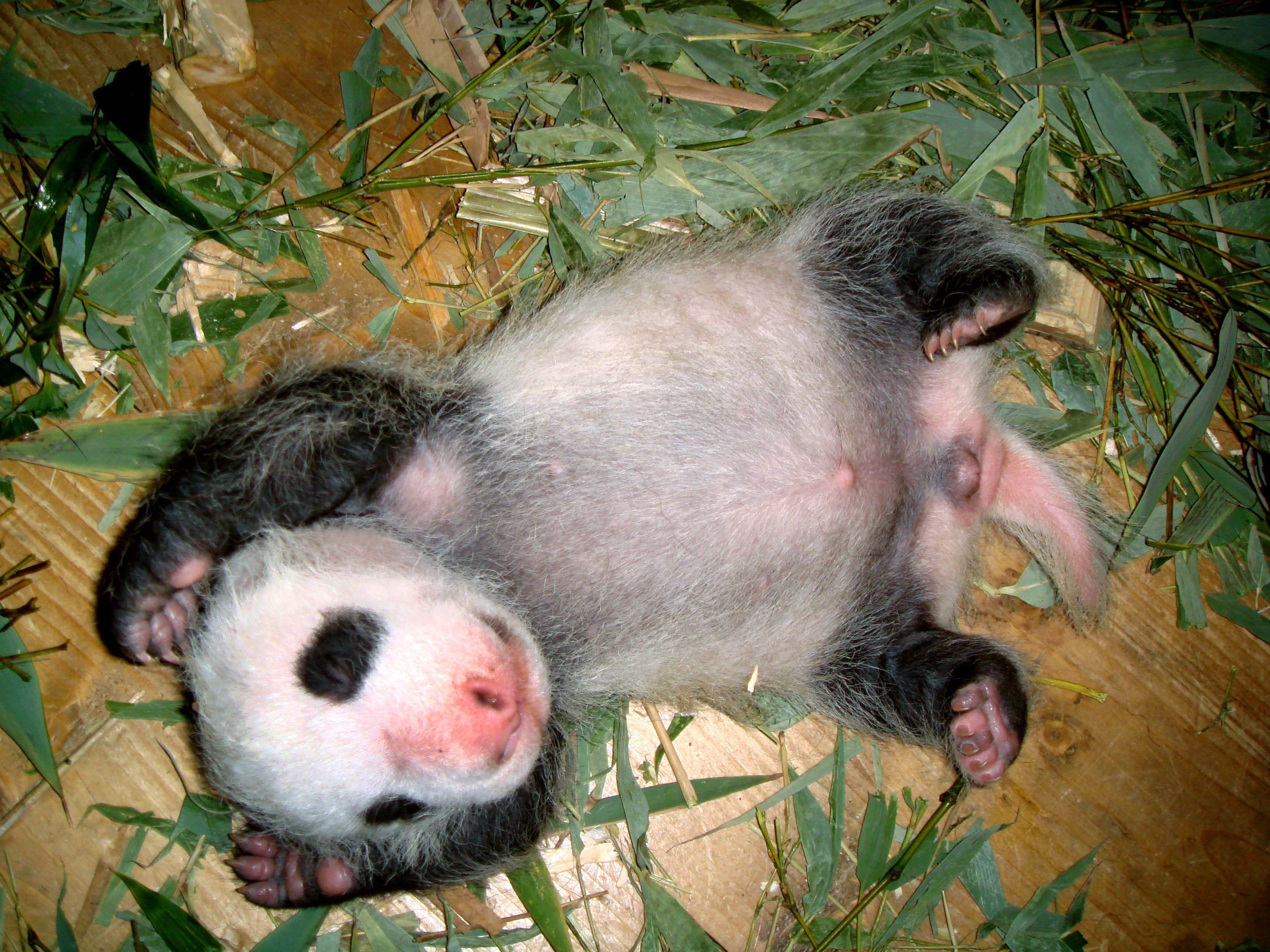 Óriáspanda született a bécsi állatkertben