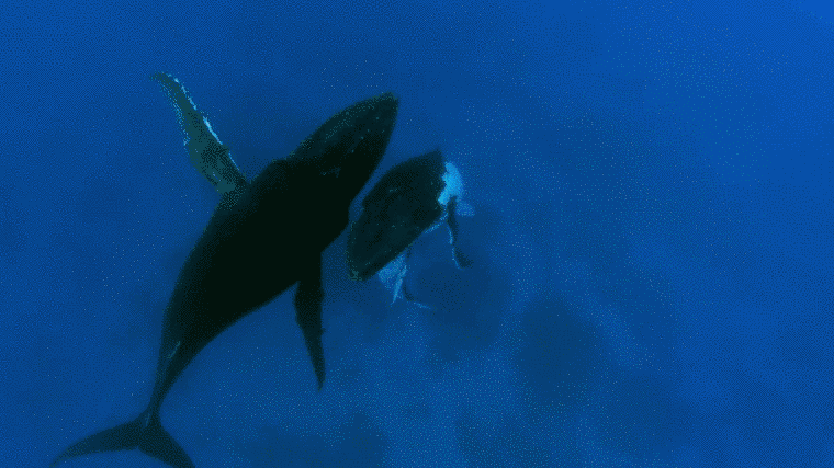 Rejtély a javából: vajon a hosszúszárnyú bálnák tényleg megvédik a kisebb állatokat az orkáktól?