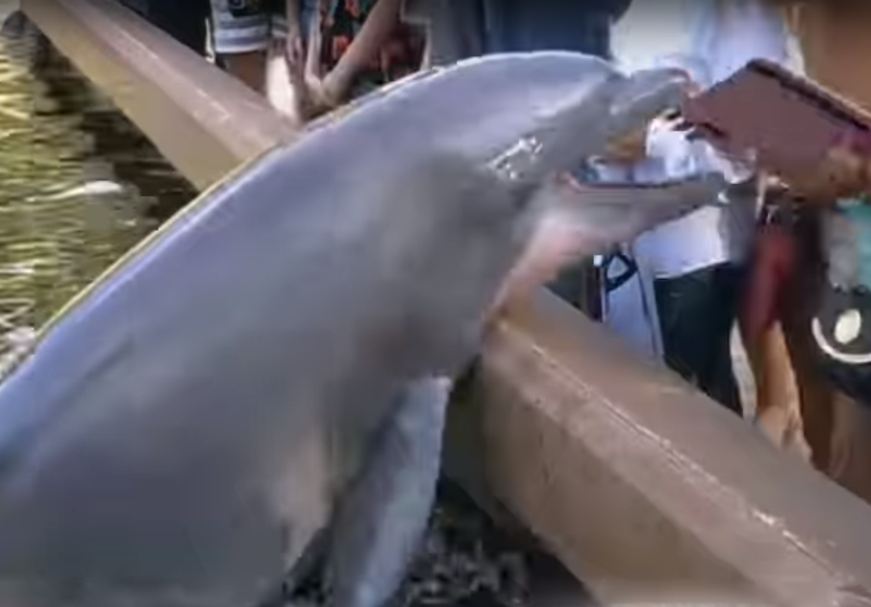 Delfin figyelmezteti az emberiséget, hogy ne fotózzunk Ipaddal