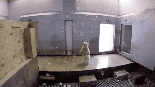 Egy boldog jegesmedvekislány élete egyetlen édes percben