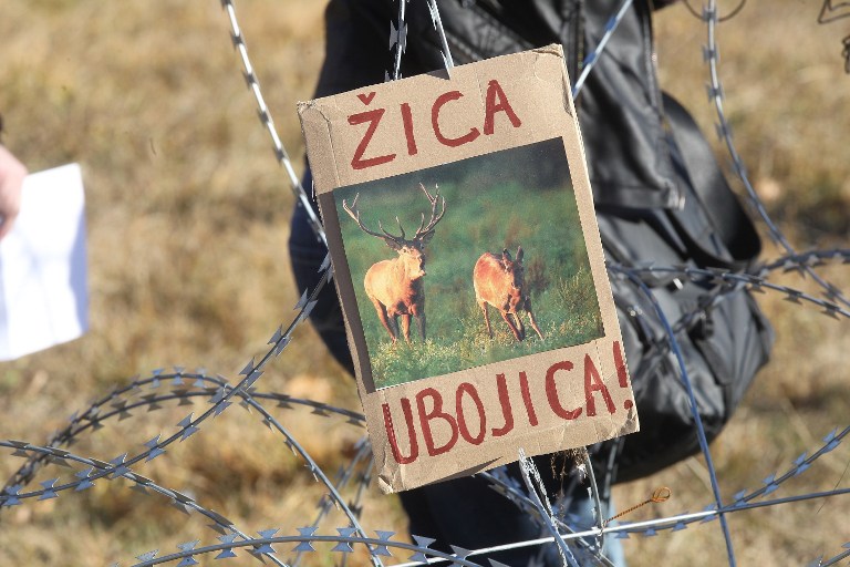 Kihalnak a hiúzok, elfogynak a medvék a szlovén kerítés miatt