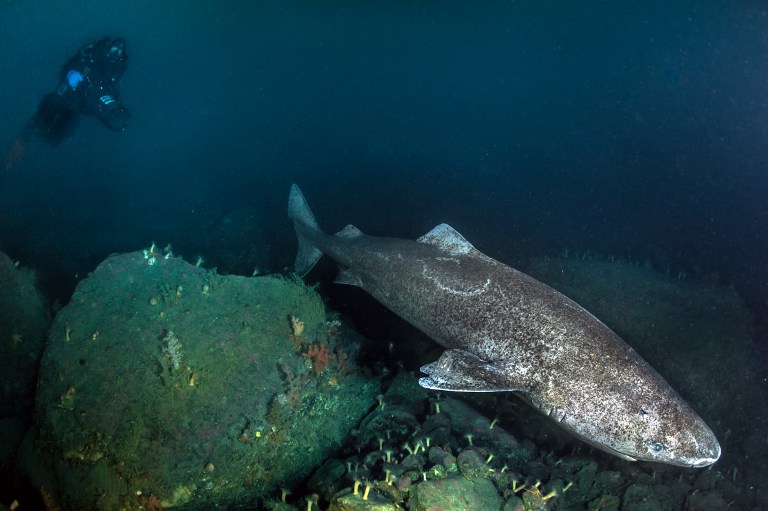 400 évig is elúszkál a grönlandi cápa, a legidősebb gerinces a Földön 