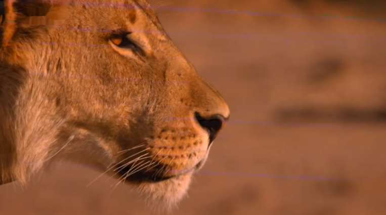 Megmérgeztek három namíbiai oroszlánt