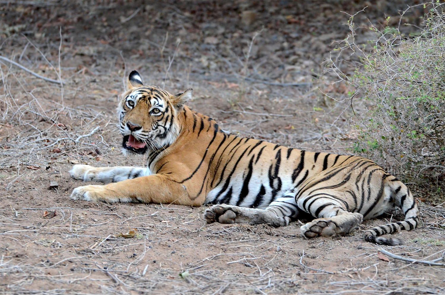Elpusztult Machali, India kedvenc, világhírű tigrise