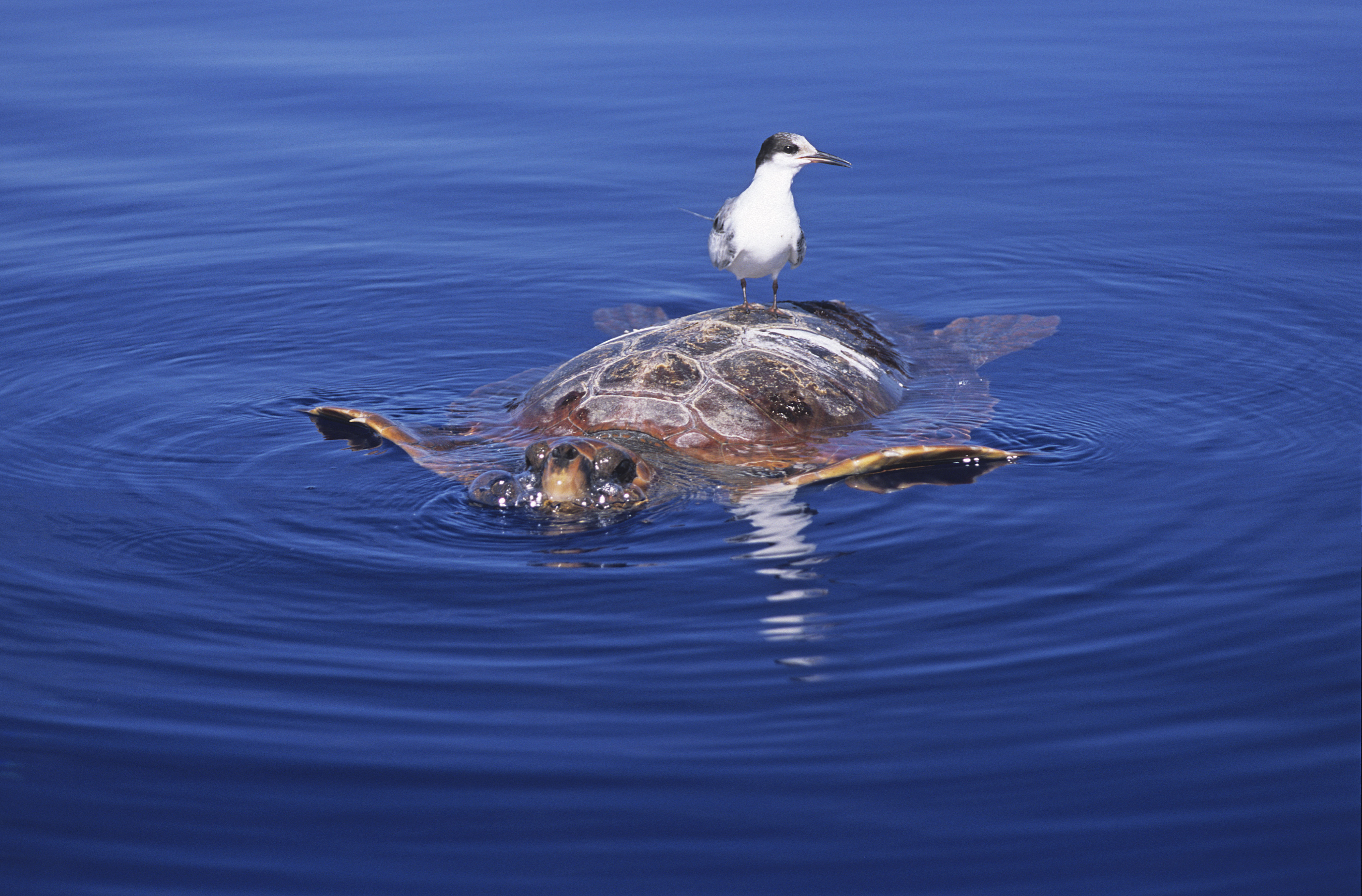Nyolc gyerek halt meg miután tengeri teknőst ettek Zanzibárban