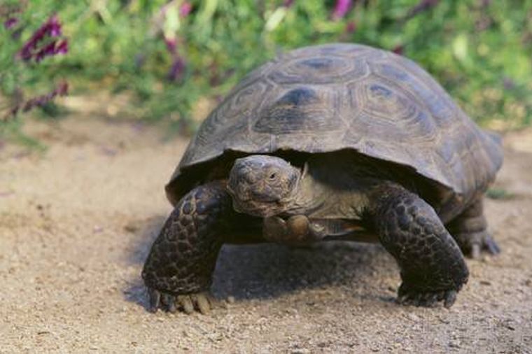 Tíz kilométert vándorolt egy százéves teknős, hogy egy műanyagkupaknak udvarolhasson