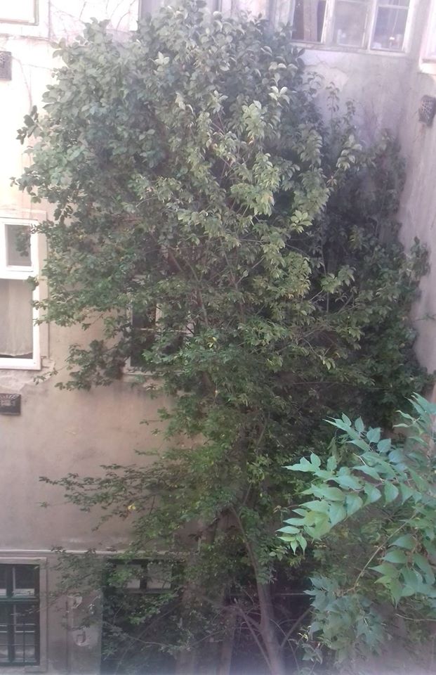 A béna munkások most döntöttek rá egy hatalmas fát egy erzsébetvárosi házra, egy újságíró végig közvetítette az egészet a Facebookon