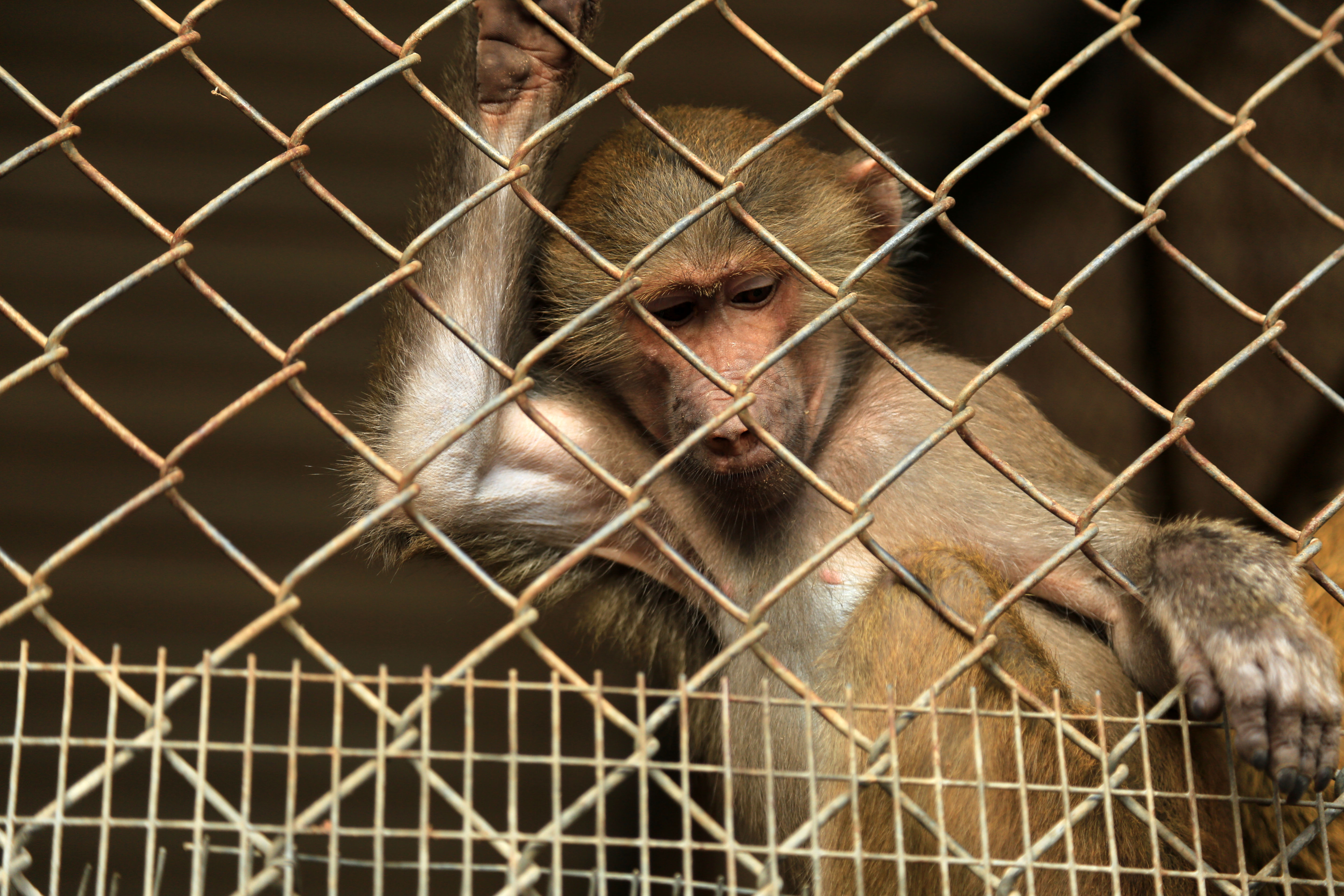 A százból már csak tizenöt állat maradt: végleg bezárják a világ legrosszabb állatkertjét