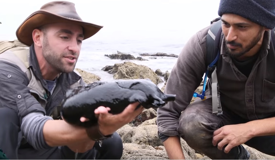 Coyote Peterson levadászott egy hatalmas tengeri nyúlcsigát
