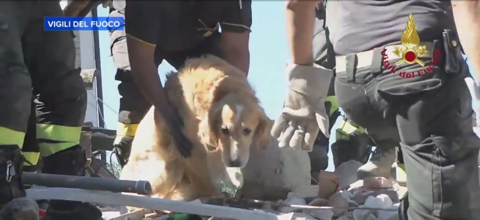 Kilenc nap után mentettek ki egy kutyát a romok alól Olaszországban