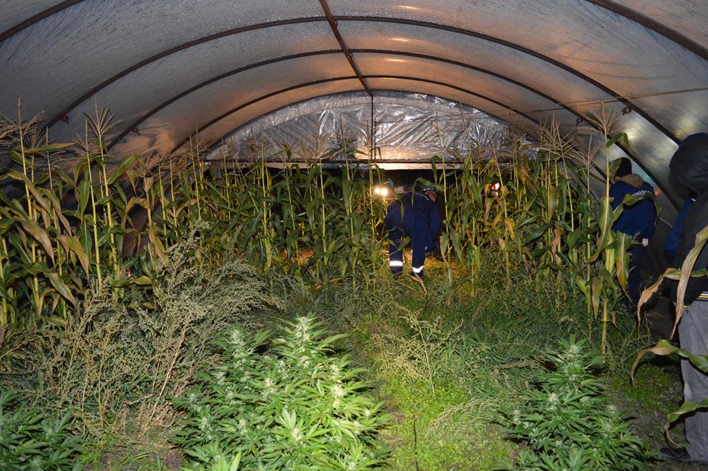 Tiszta Amerika: kukoricásba rejtett marihuána-ültetvény miatt nyomoz az ügyészség