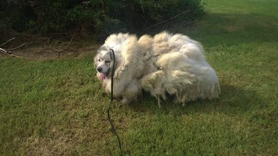 Tizenöt kiló szőrt vágtak le a kutyáról, aki úgy néz ki, mint egy bárány
