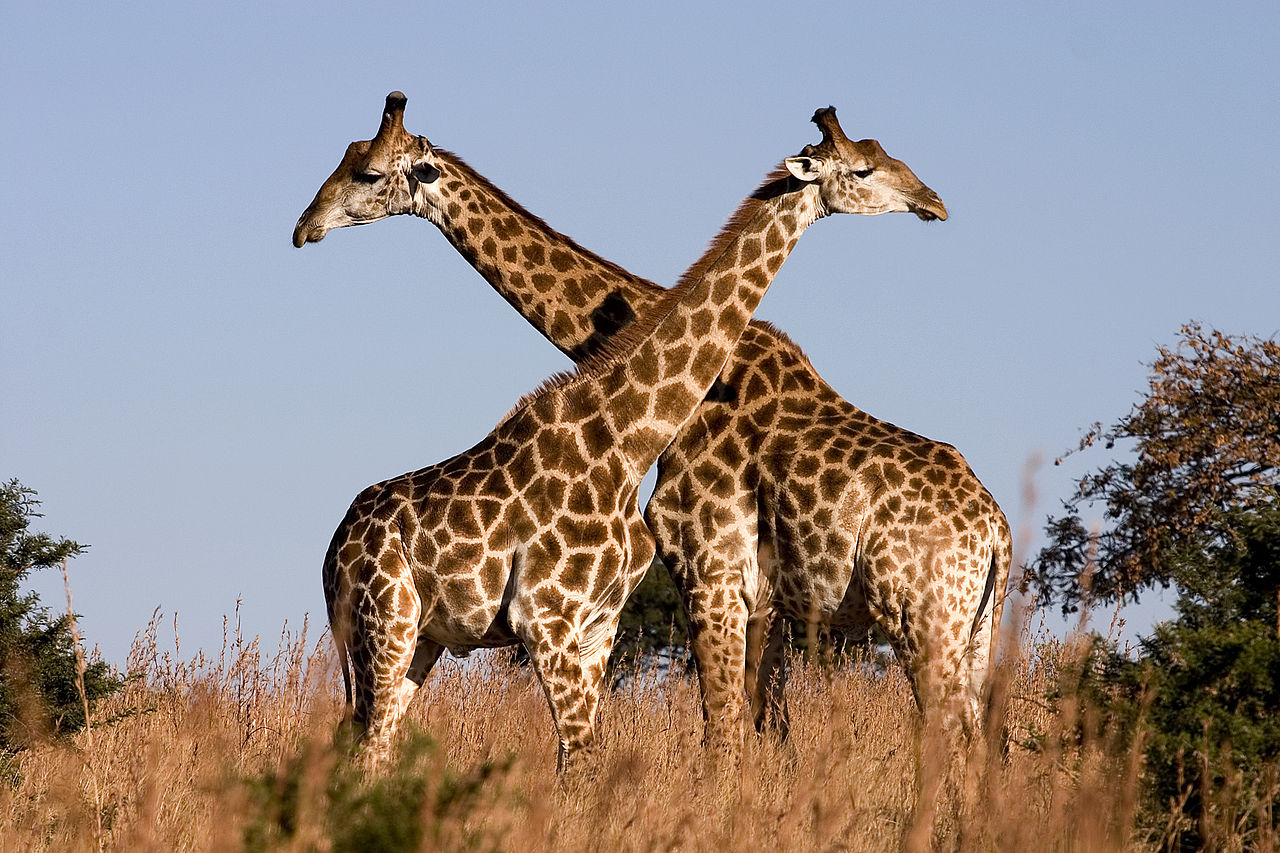 Kihalófélben vannak a zsiráfok az emberek miatt