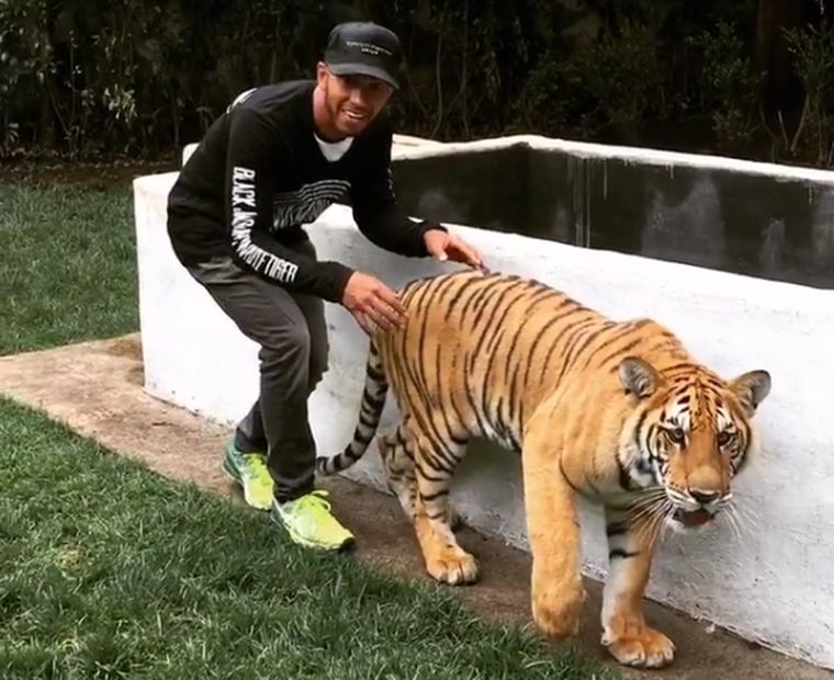 Lewis Hamilton becserkészett egy tigrist