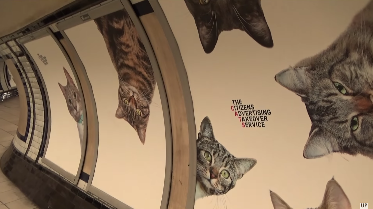Ebben a londoni metrómegállóban csak cicák vannak reklámok helyett