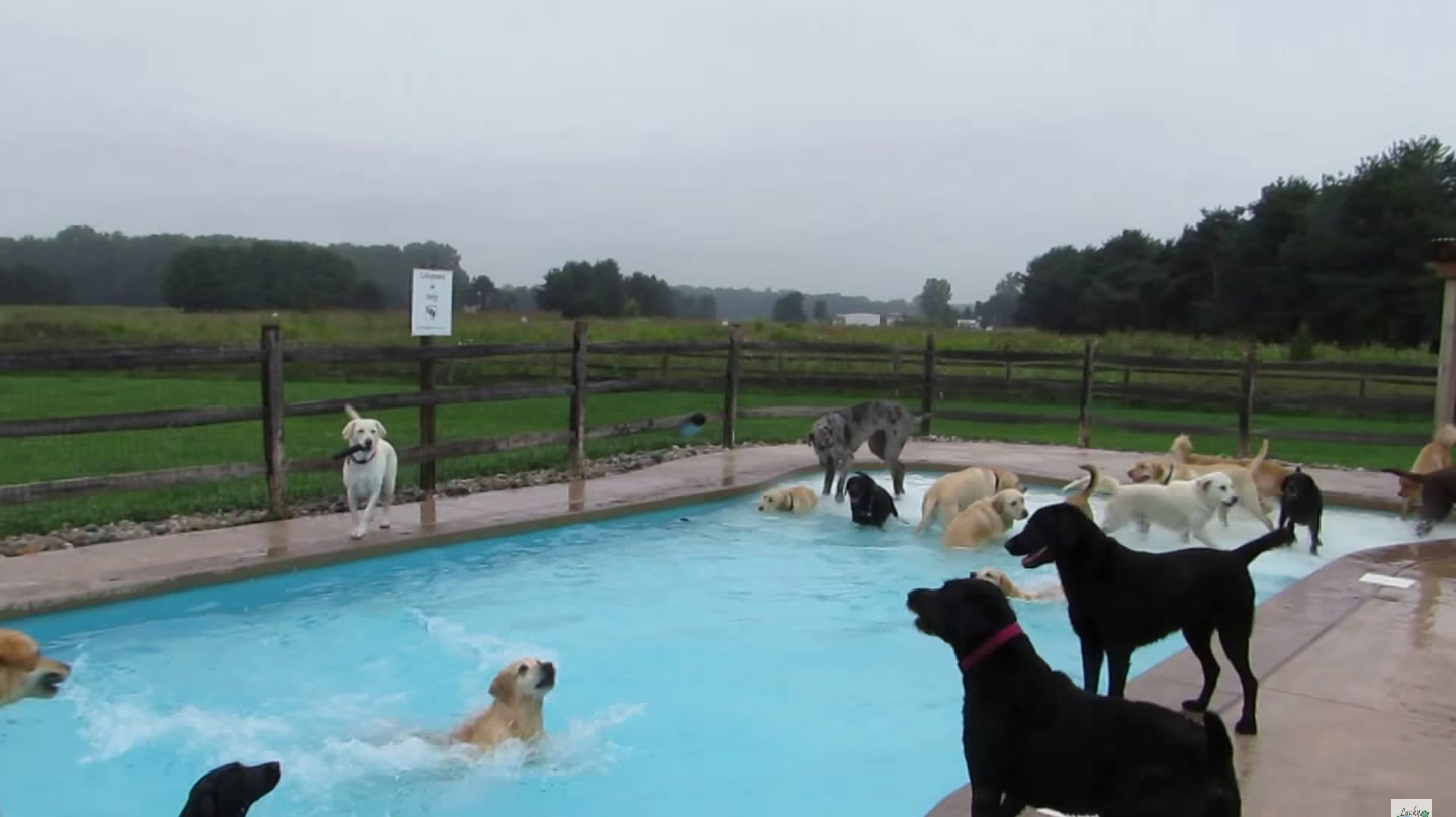Ezeknek a kutyáknak az egész napjuk egy medencés buli