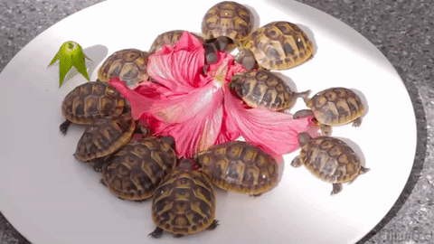 A boldogság annyi, mint teknősnek lenni és hibiszkuszt enni