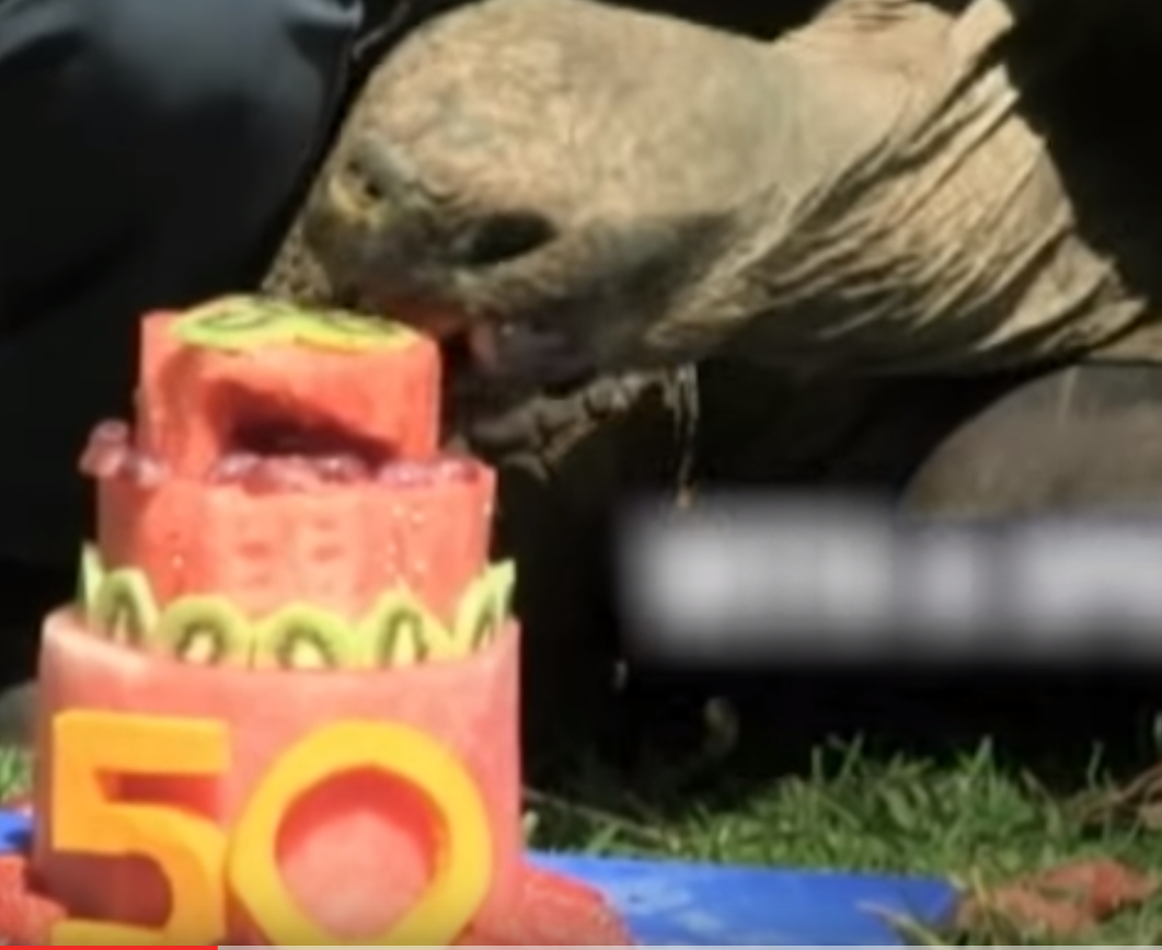 Dinnyetortát kapott 50. születésnapjára Cerro, a teknős