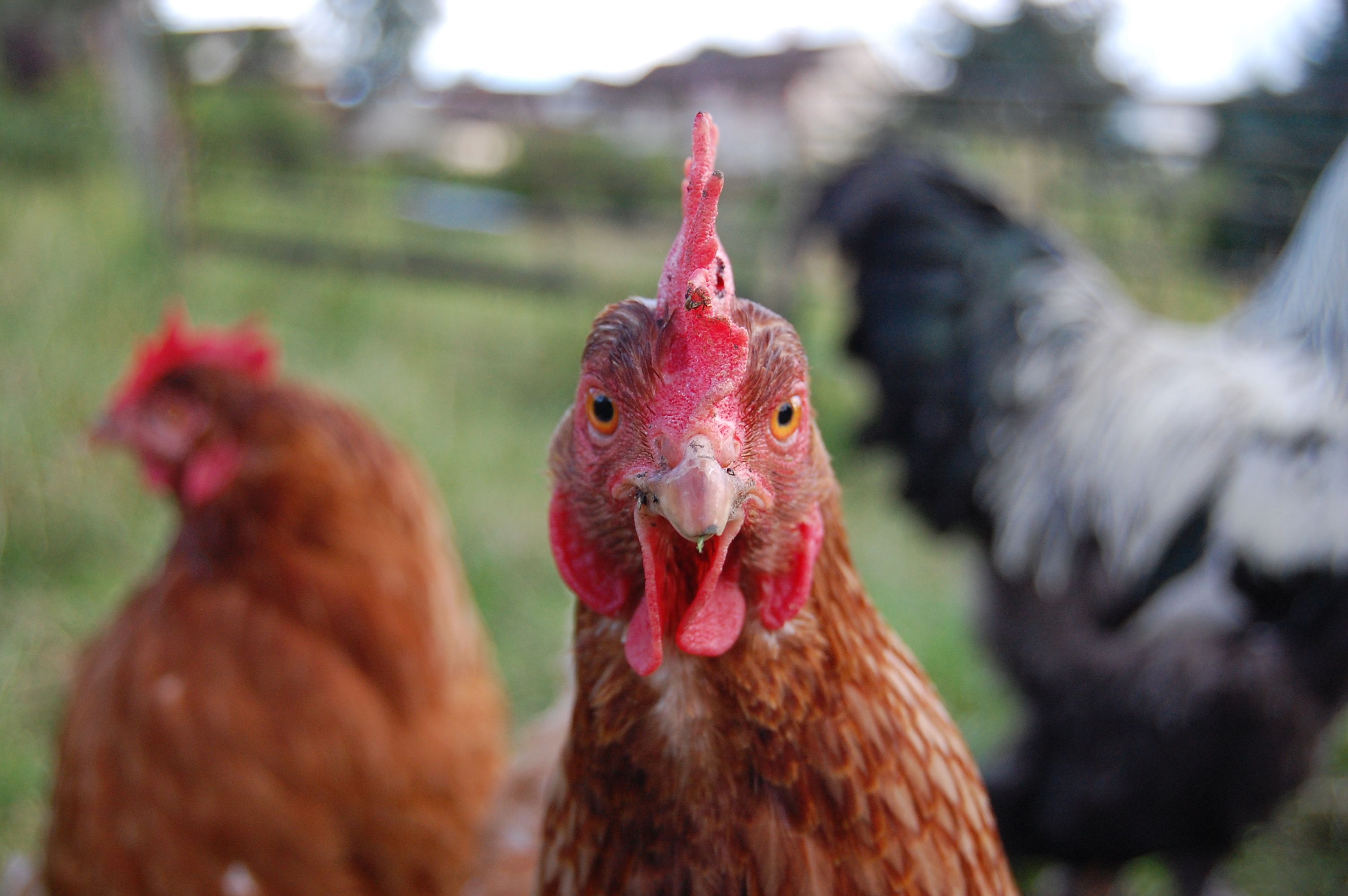 Madárinfluenza-fertőzés miatt vágnak le 50 ezer csirkét Dániában