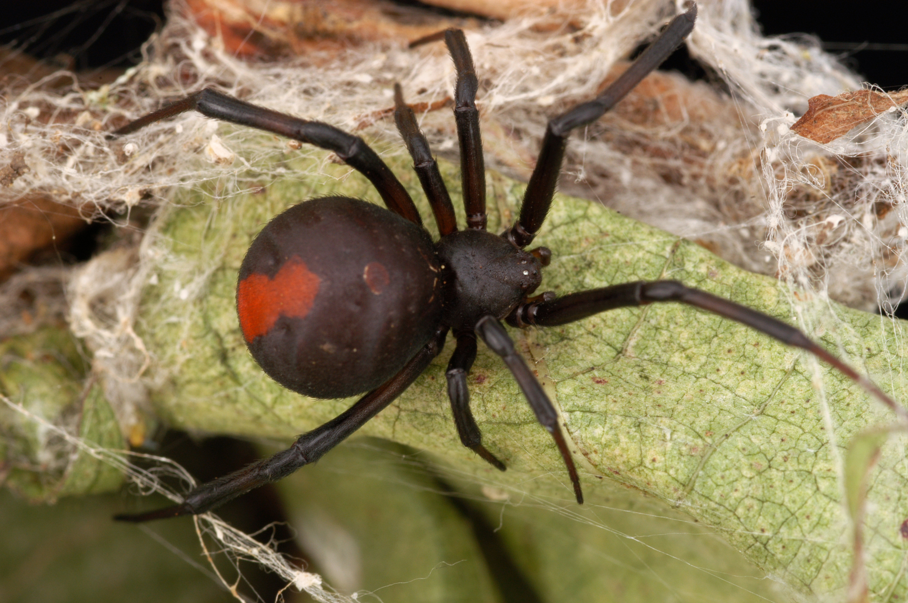 Ausztrália legszerencsétlenebb férfiját fél éven belül másodszor csípte meg a farkán egy mérges pók