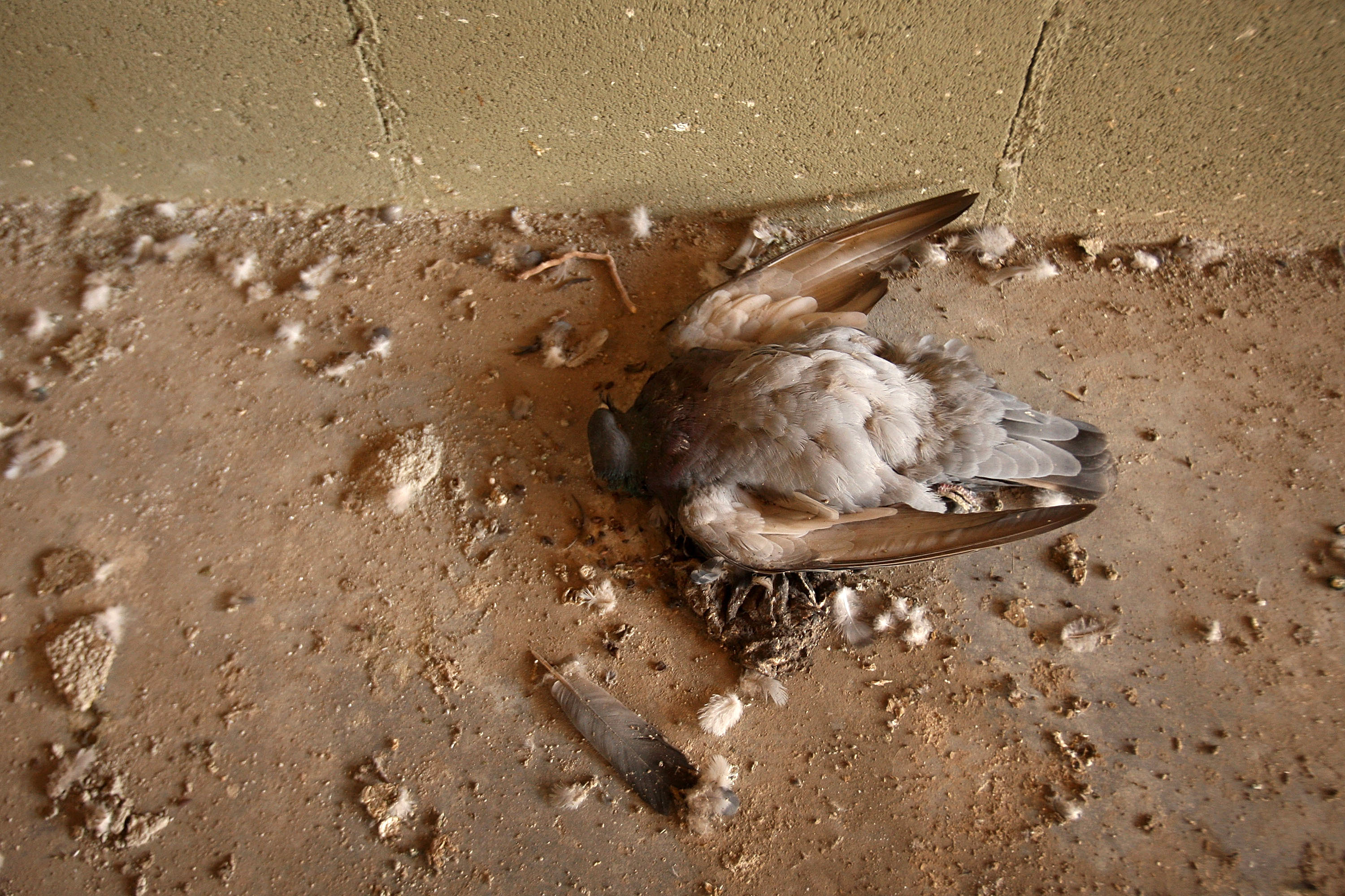 Döglött galambok potyogtak az orosházi kórház műtőjében