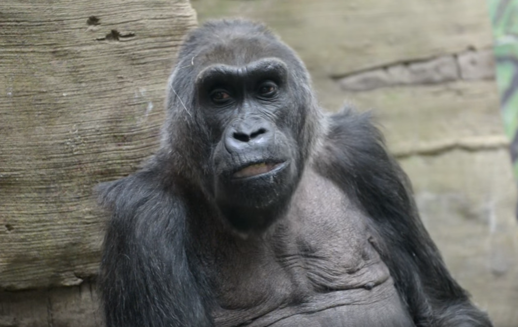 Ismét üknagyapa lett a világ legidősebb gorillája, Colo