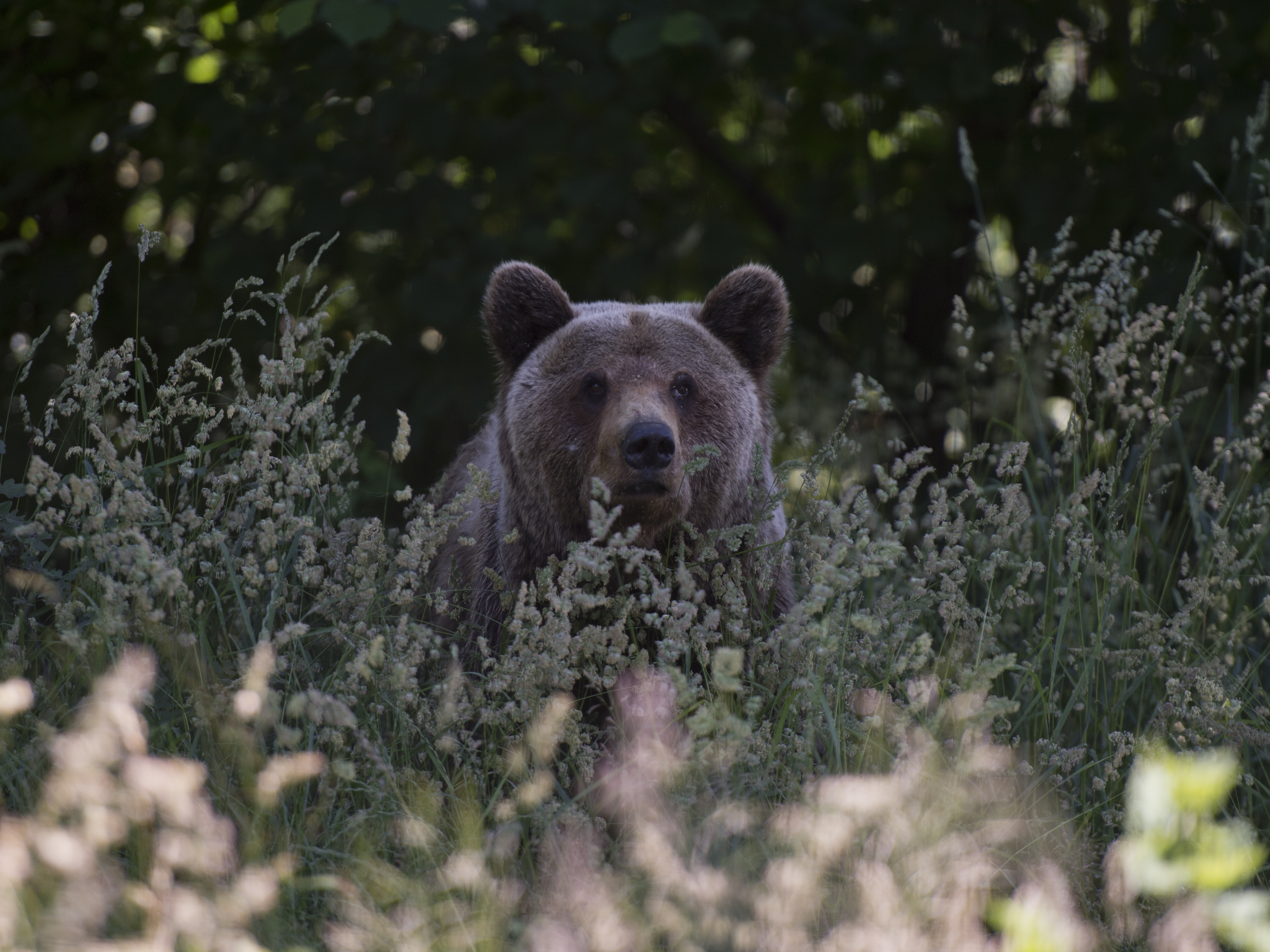 Akkora volt a korrupció, hogy be kellett tiltani a medvék kilövését Romániában