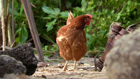 A skót rendőrségnek sikerült elfognia egy csirkét, ami átment az úton
