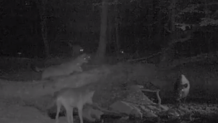 Bandázó fiatal farkasokat ijesztett meg egy vaddisznó az Aggteleki Nemzeti Parkban