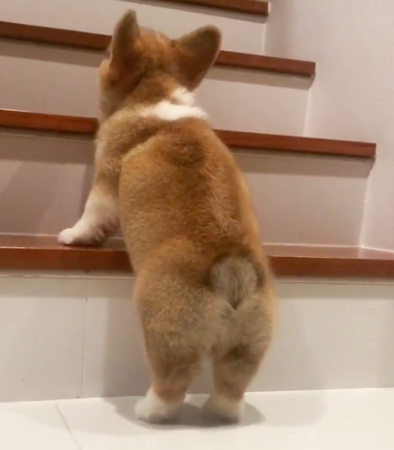 Folyamatosan fel akar mászni a lépcsőn a kutya, de sosem sikerül neki