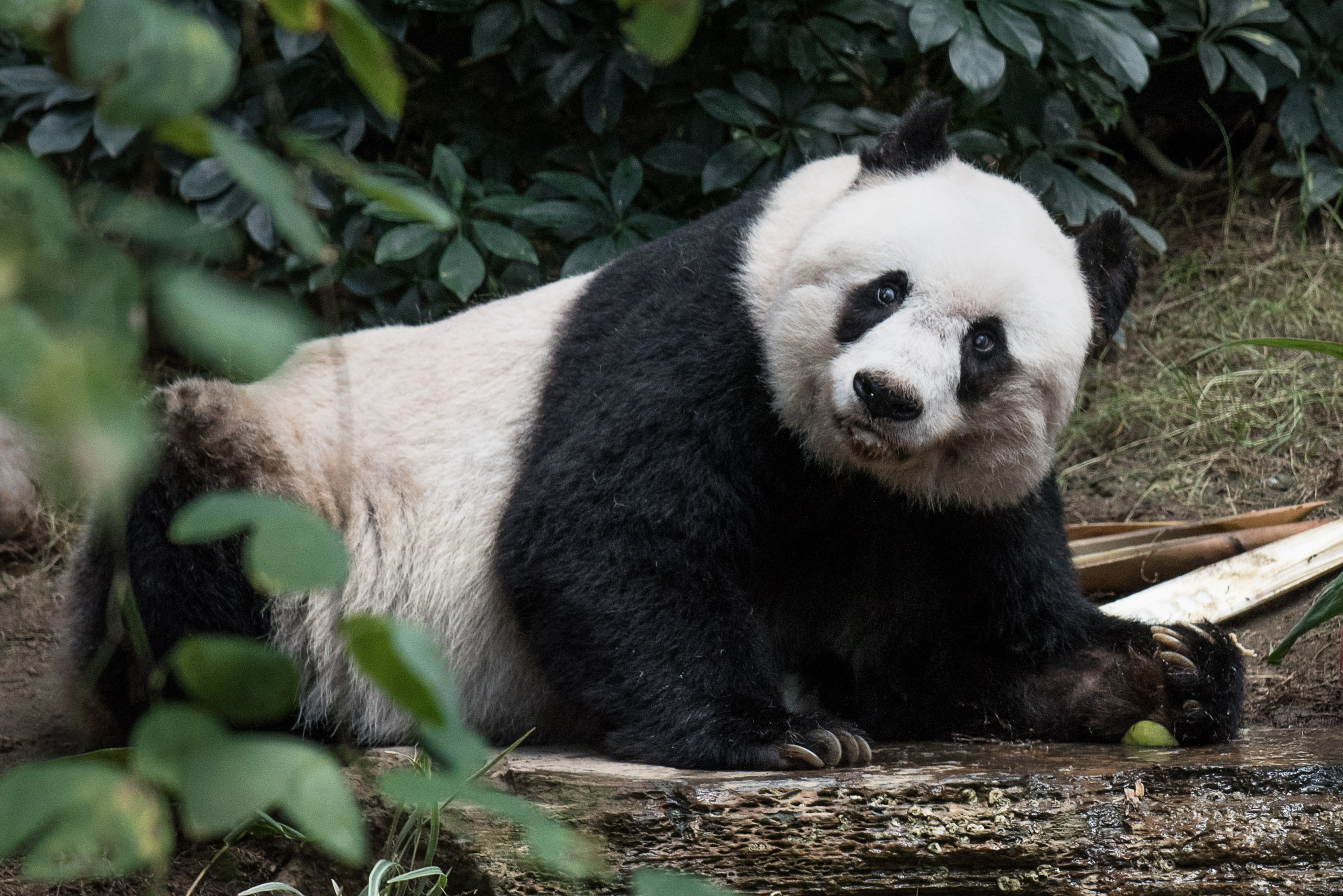 A pandák mekegve jelzik, ha párosodnának