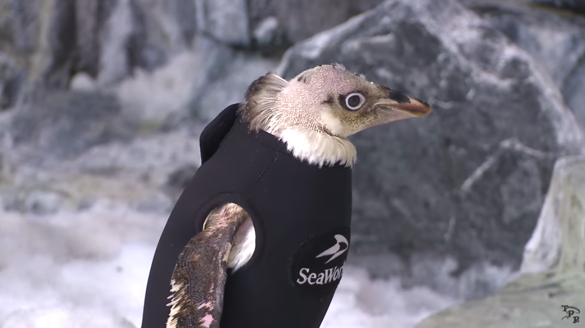 Speciális búvárruhát kapott a tollhullással küzdő orlandói pingvin