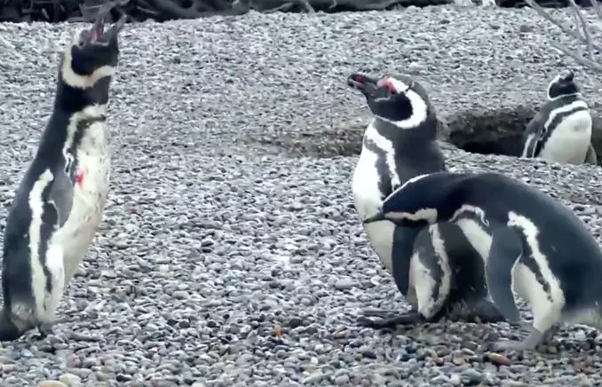 Vérszomjas bunyót rendezett két pingvin egy csaj miatt