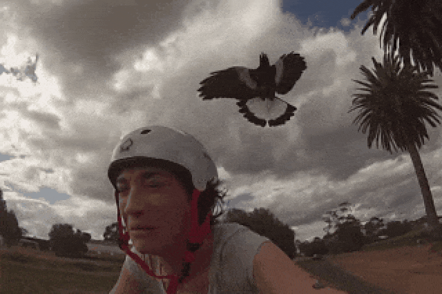 Új trend: ausztrál biciklistákra támadnak a szarkák
