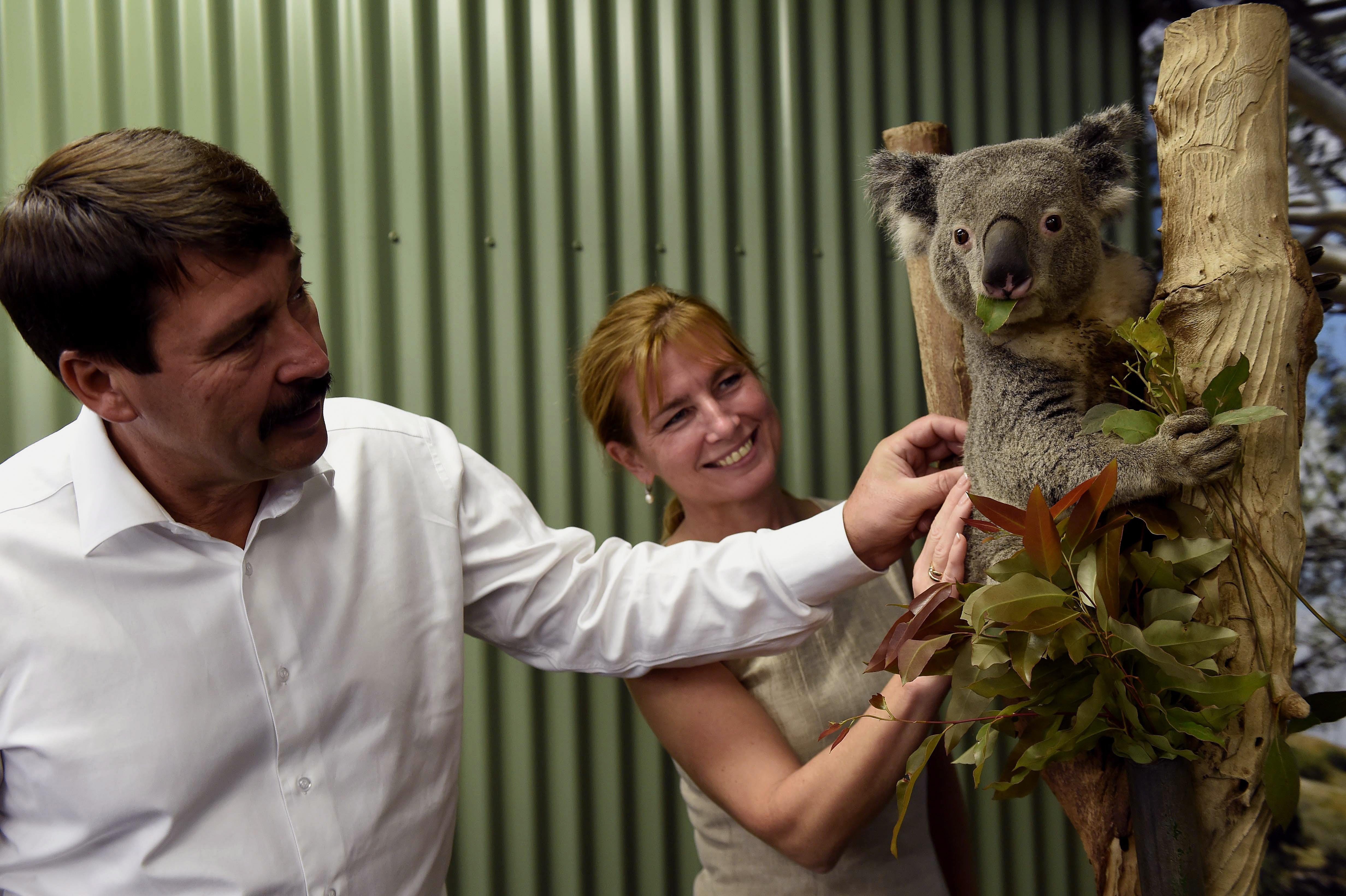 Áder János megcirógatott egy koalát Ausztráliában