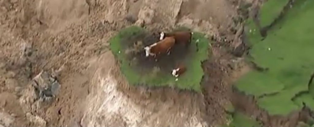 Három tehén rekedt egy kis szigeten a földrengés után Új-Zélandon