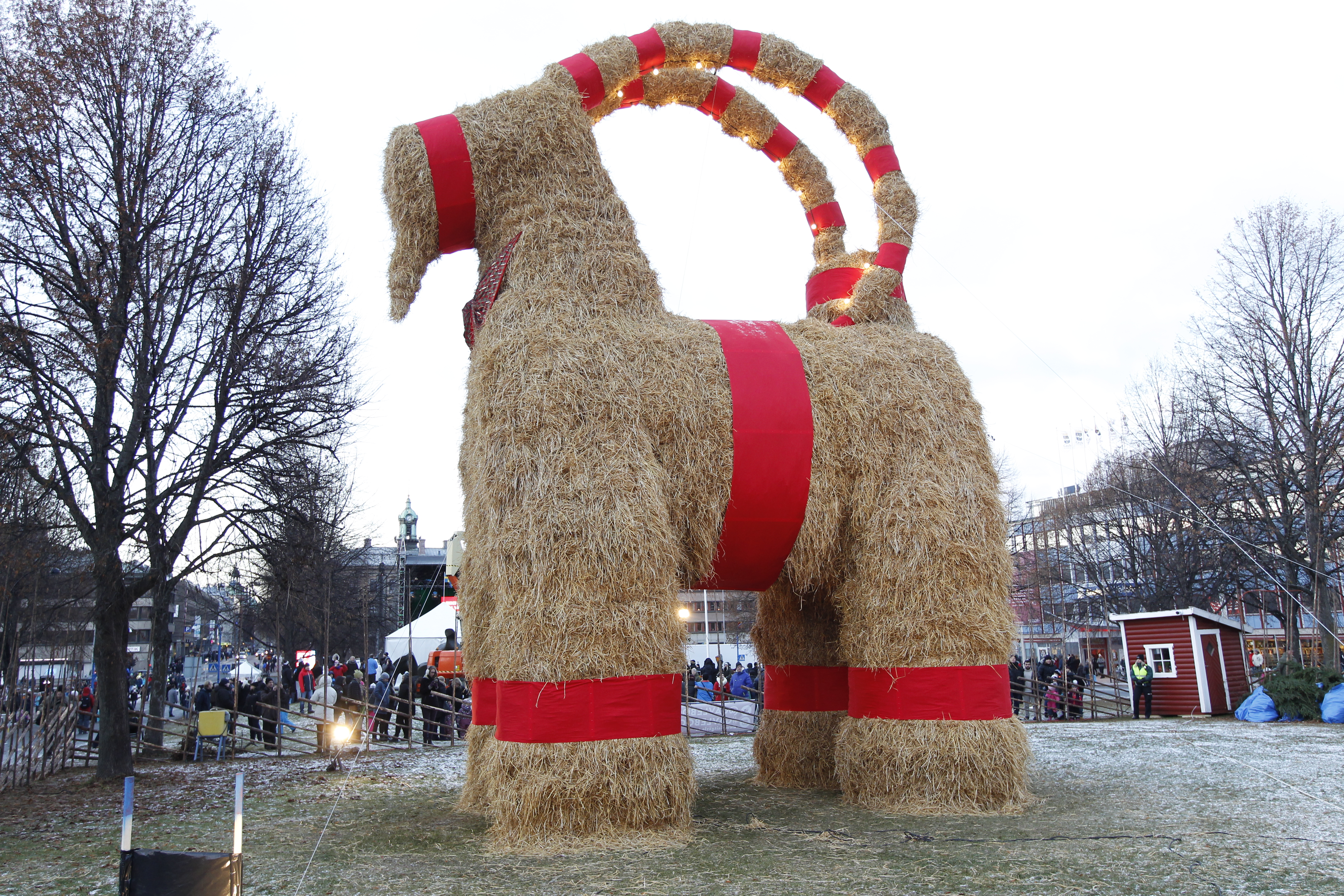 Túlélte a karácsonyt az óriási svéd szalmakecske