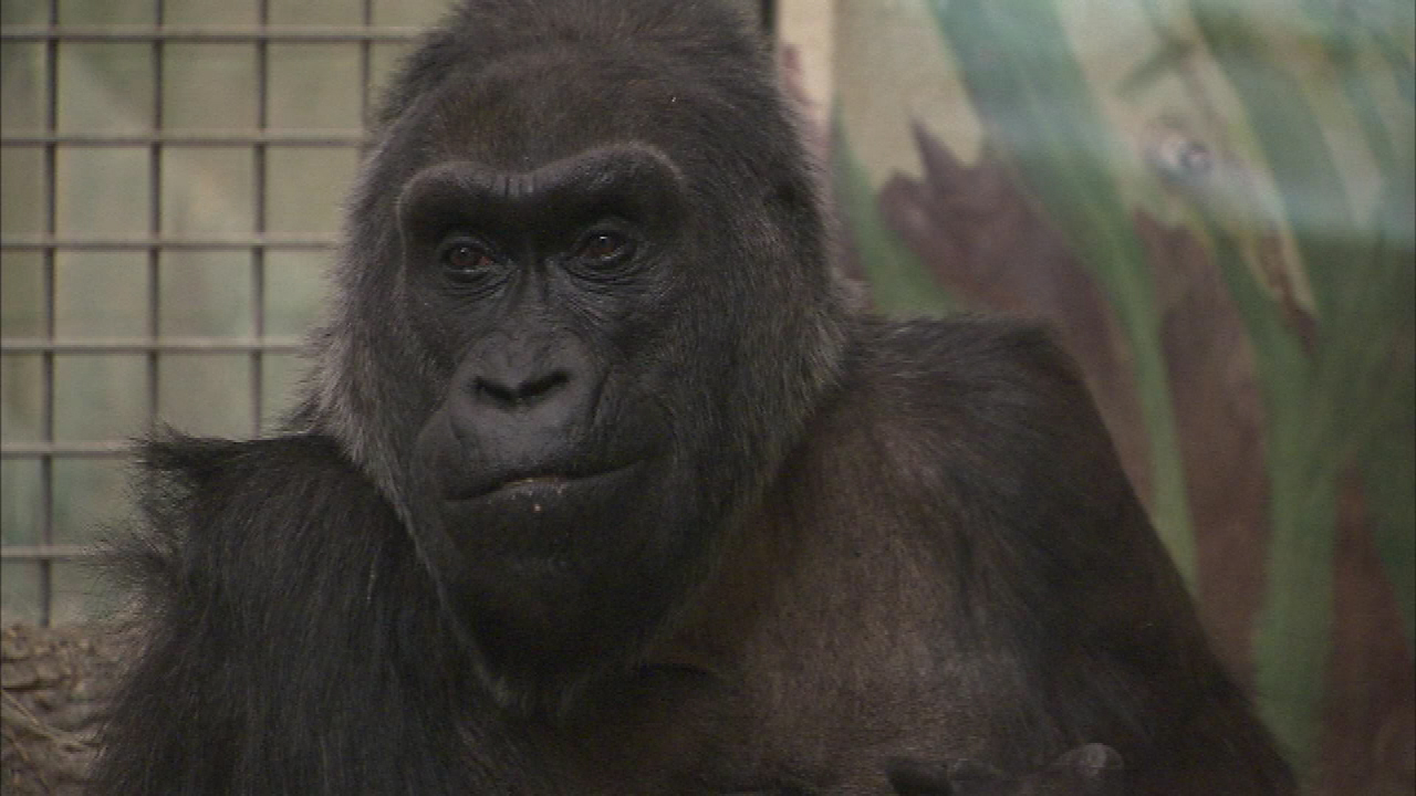 Megoperálták a világ legöregebb gorilláját