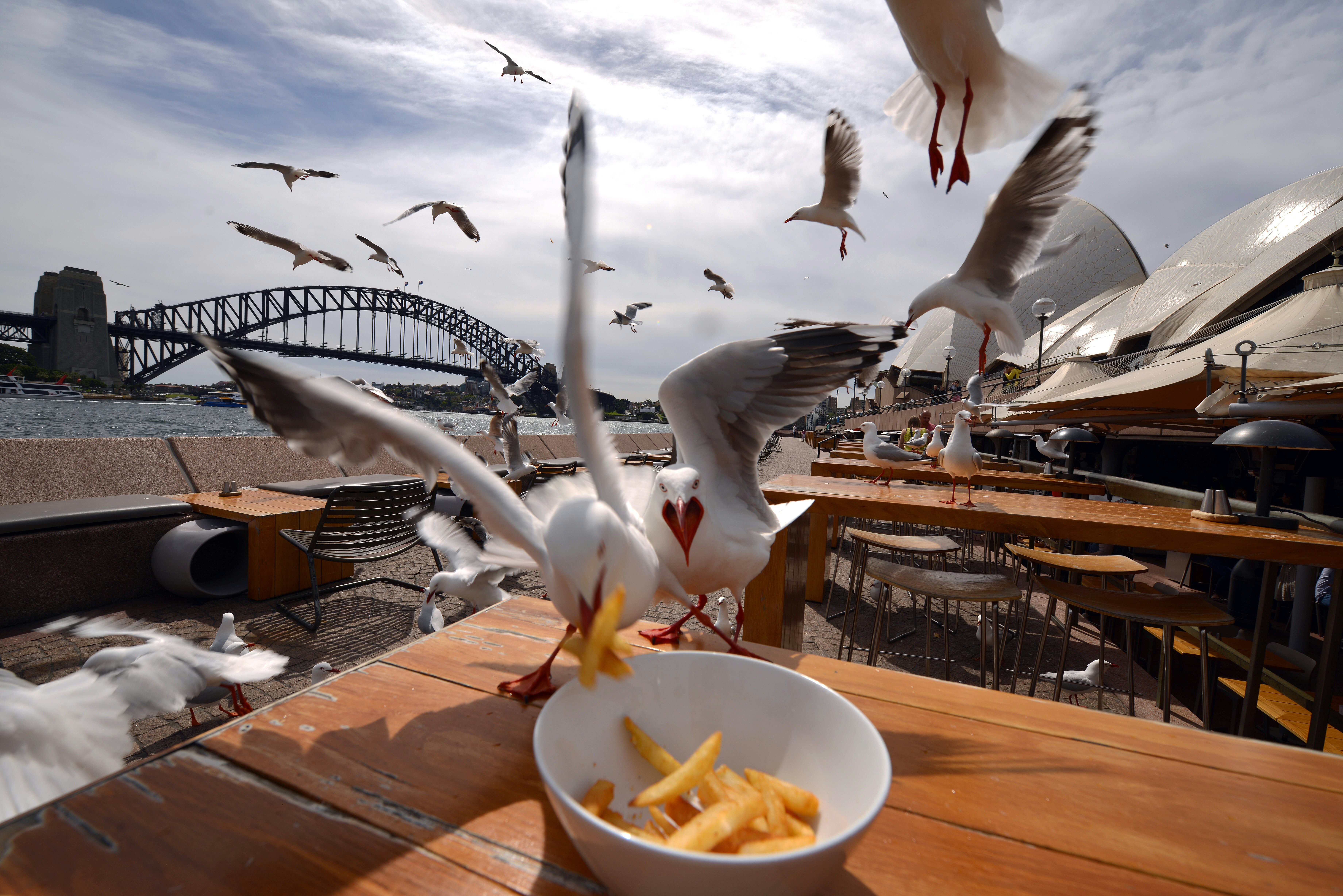 Photo taken on September 15, 2016 shows seagulls stealing chips from a harbour side restaurant table in Sydney. .The silver gulls, a native Australian species, have become aggressive towards diners at harbourside restaurants and beaches, with diners complaining that the birds snatch food off of their plates whilst they are eating. / AFP PHOTO / PETER PARKS