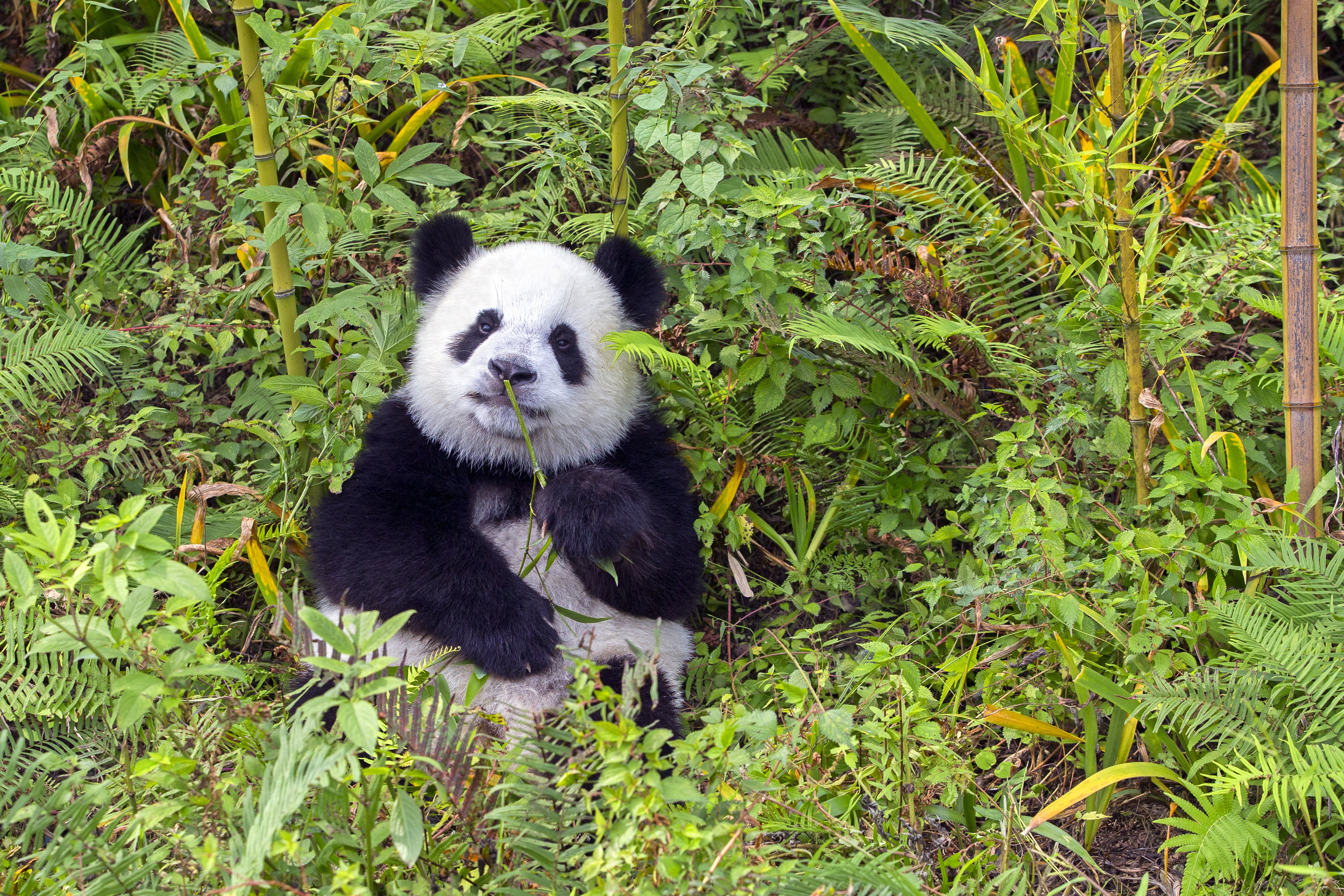 Hiszik vagy sem, de a pandák rejtőzködni próbálnak feltűnő bundájukban
