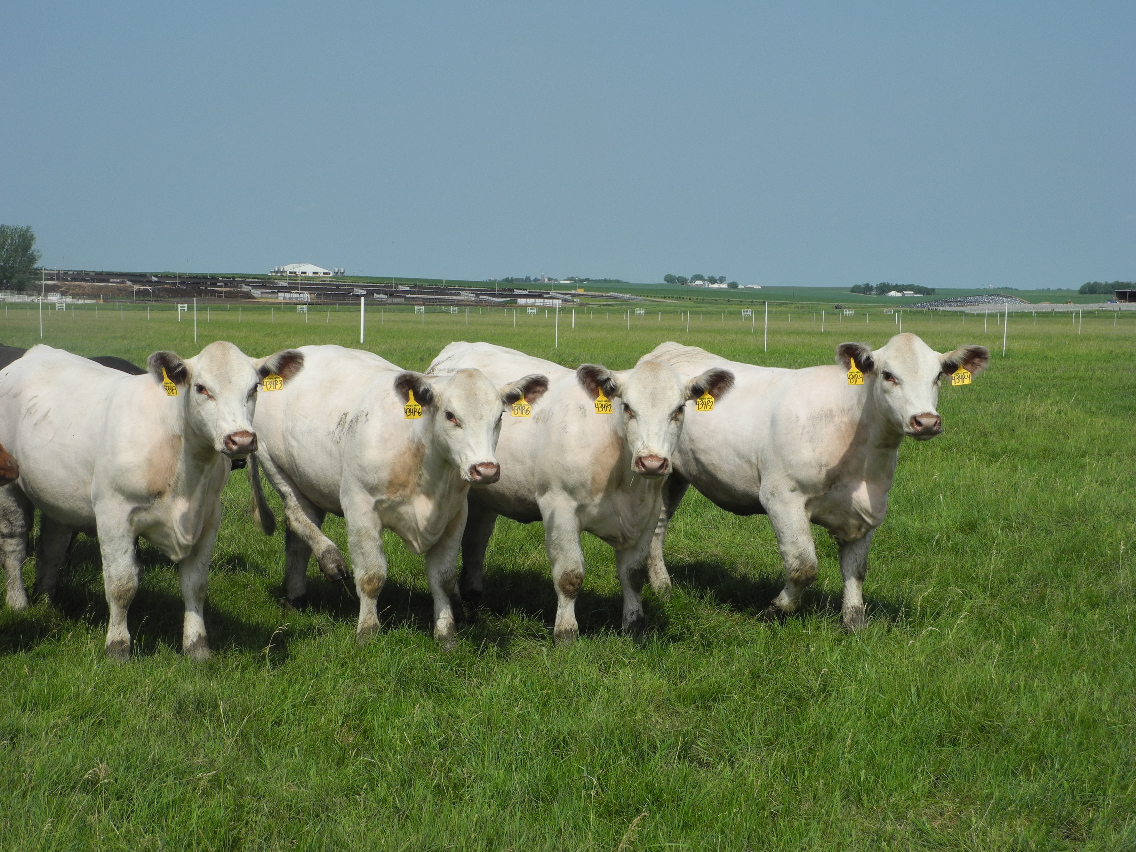 A hormonkezelt marhák miatt akar kereskedelmi háborút indítani az USA az EU ellen
