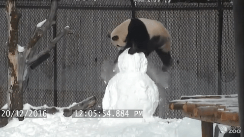 A legjobb dolog, ami egy pandával történhet, ha kap egy hóembert karácsonyra