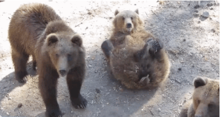 Mogyorót szedő férfit sebesített meg egy medve Székelyföldön