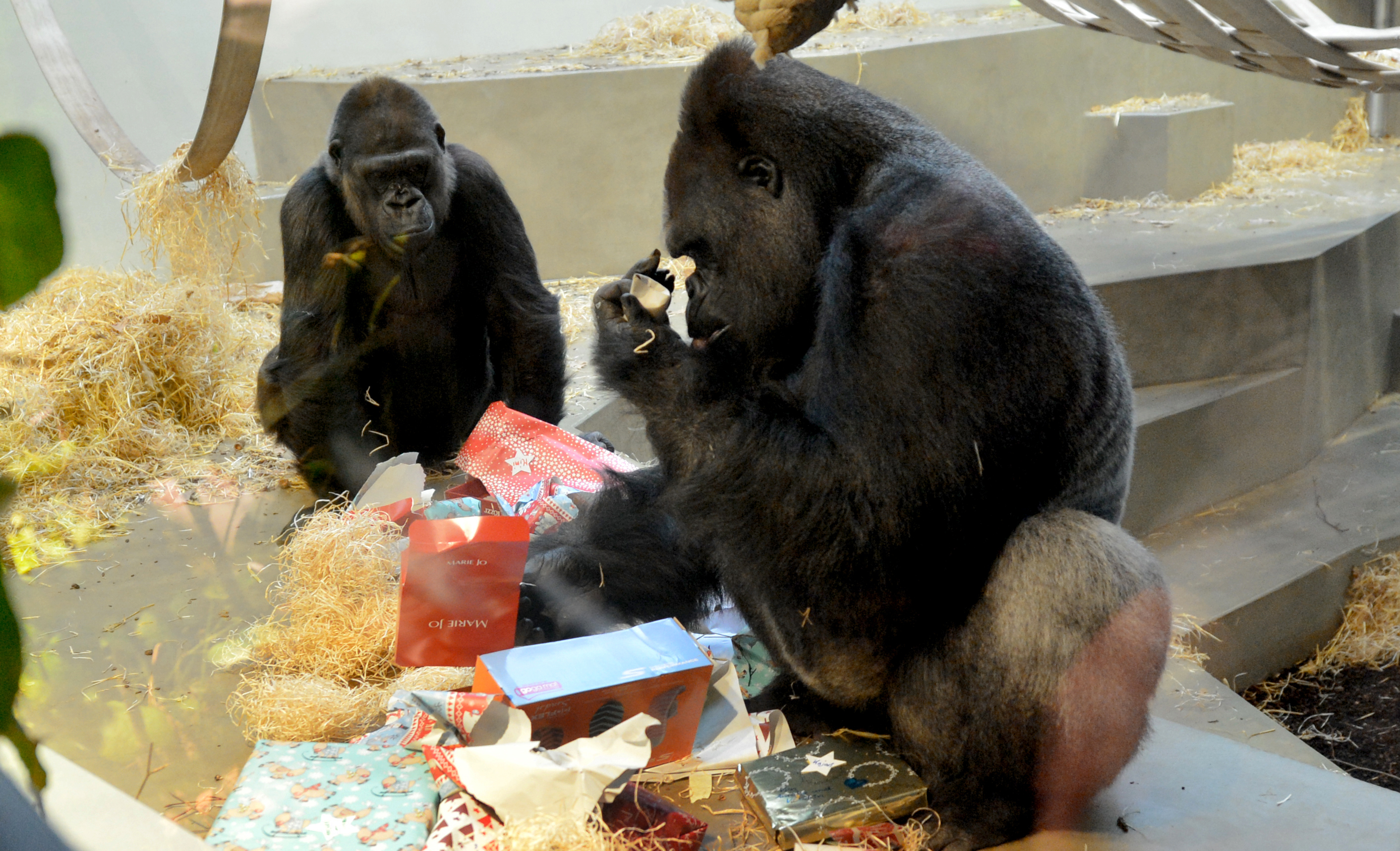 Bőséges karácsonya volt a stuttgarti állatkert majmainak